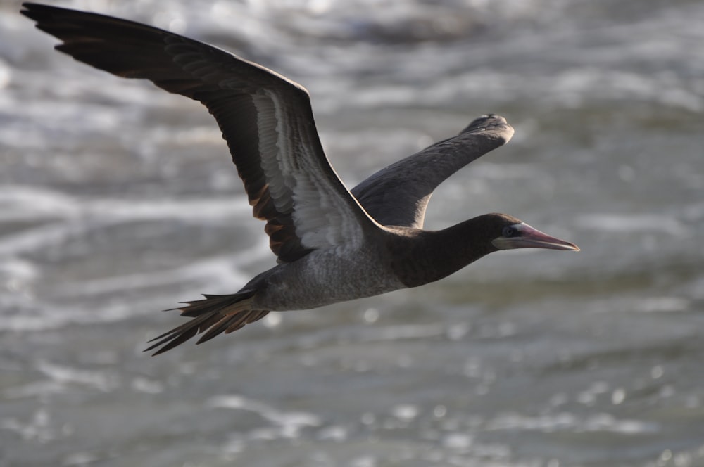 a bird flying over a body of water