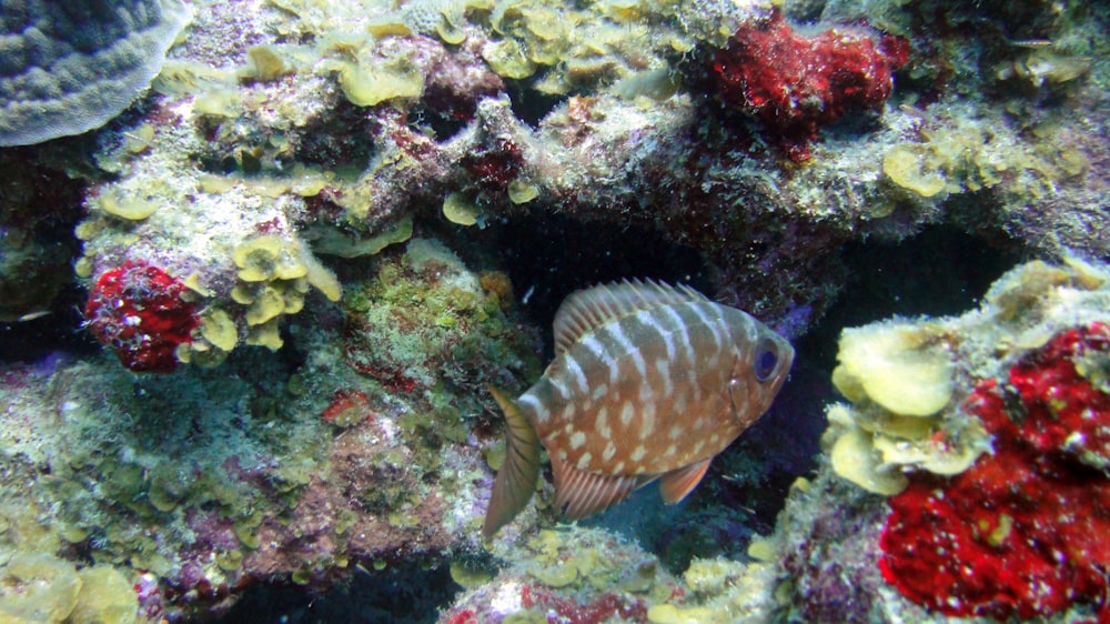 um peixe que está nadando em alguma água