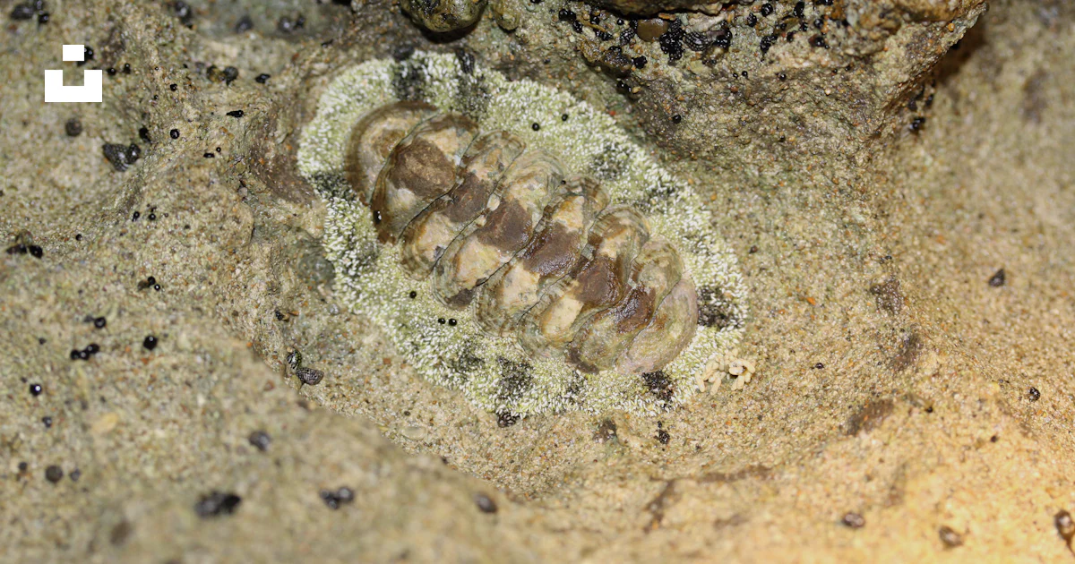 Insects That Move Rocks A picture of a bug crawling on a rock photo – Free Mandahl bay Image on ...