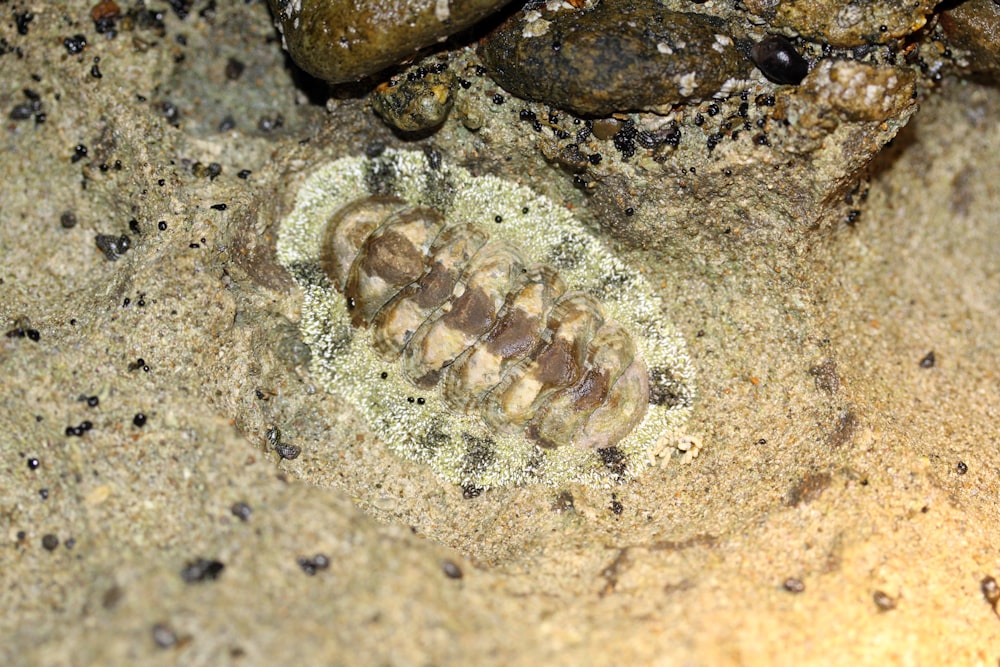 a picture of a bug crawling on a rock