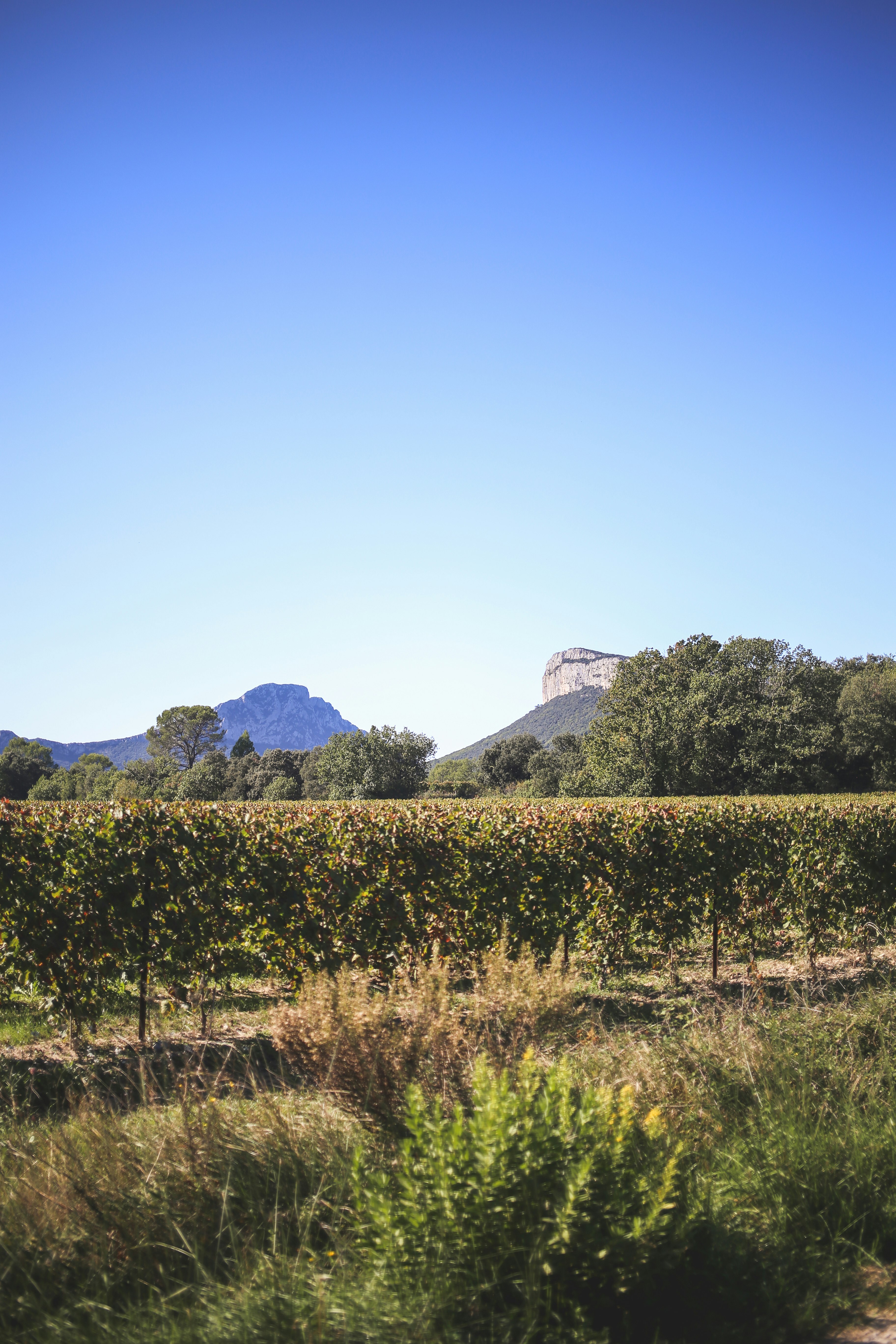 Vineyard in fall between mountains Pic Saint-Loup and Hortus