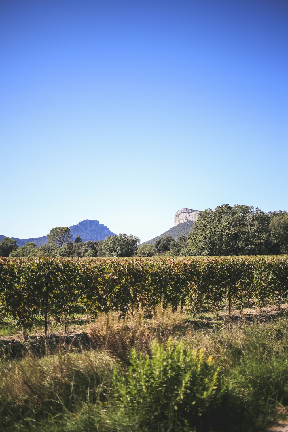 a view of a field with a mountain in the background