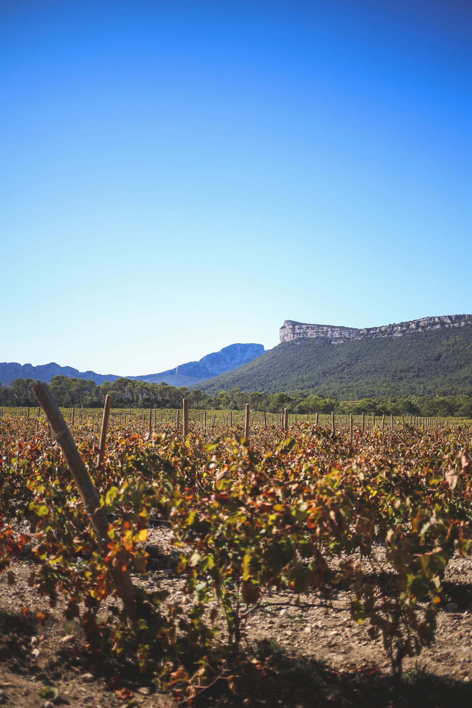 Vignes au pied du Pic Saint-Loup