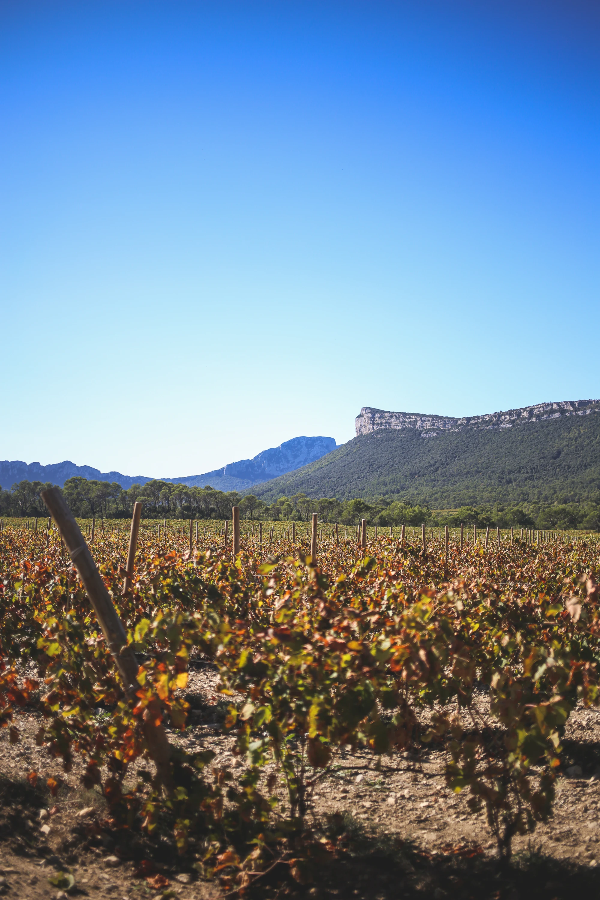 Les vignes au pied du Pic Saint-Loup, au nord de Montpellier