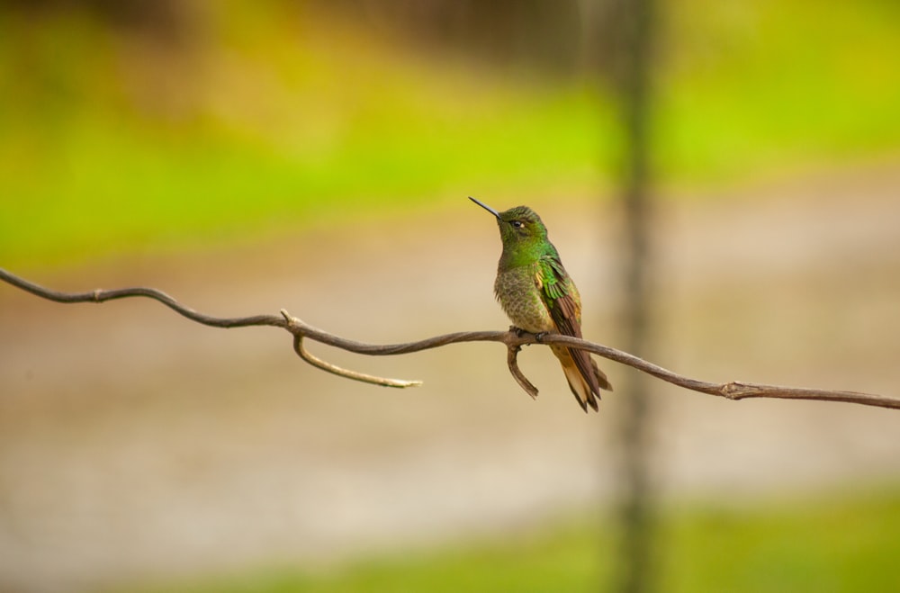 a small green bird sitting on a branch