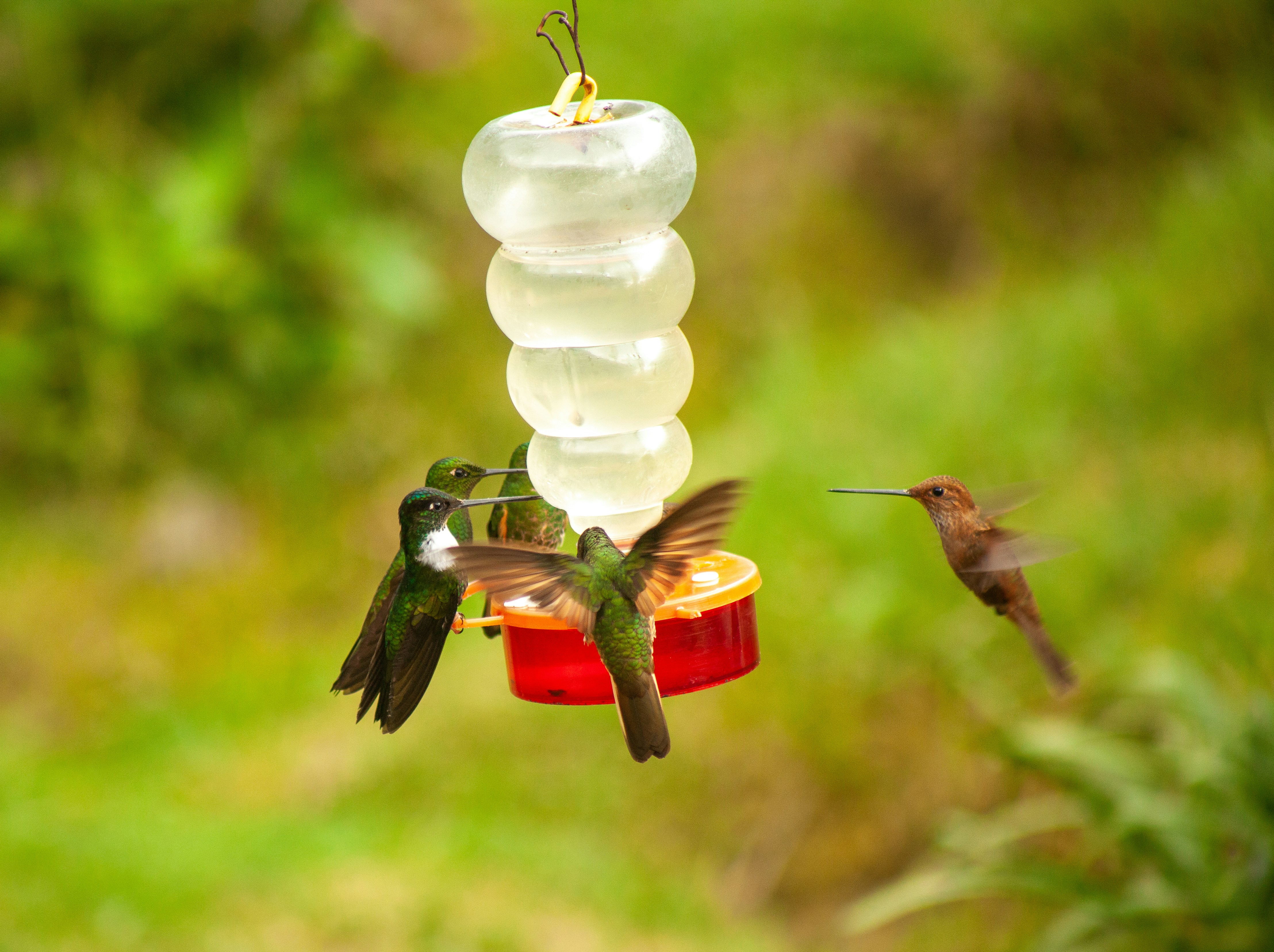 A group of green hummingbirds rest on a feeder in Colombia.