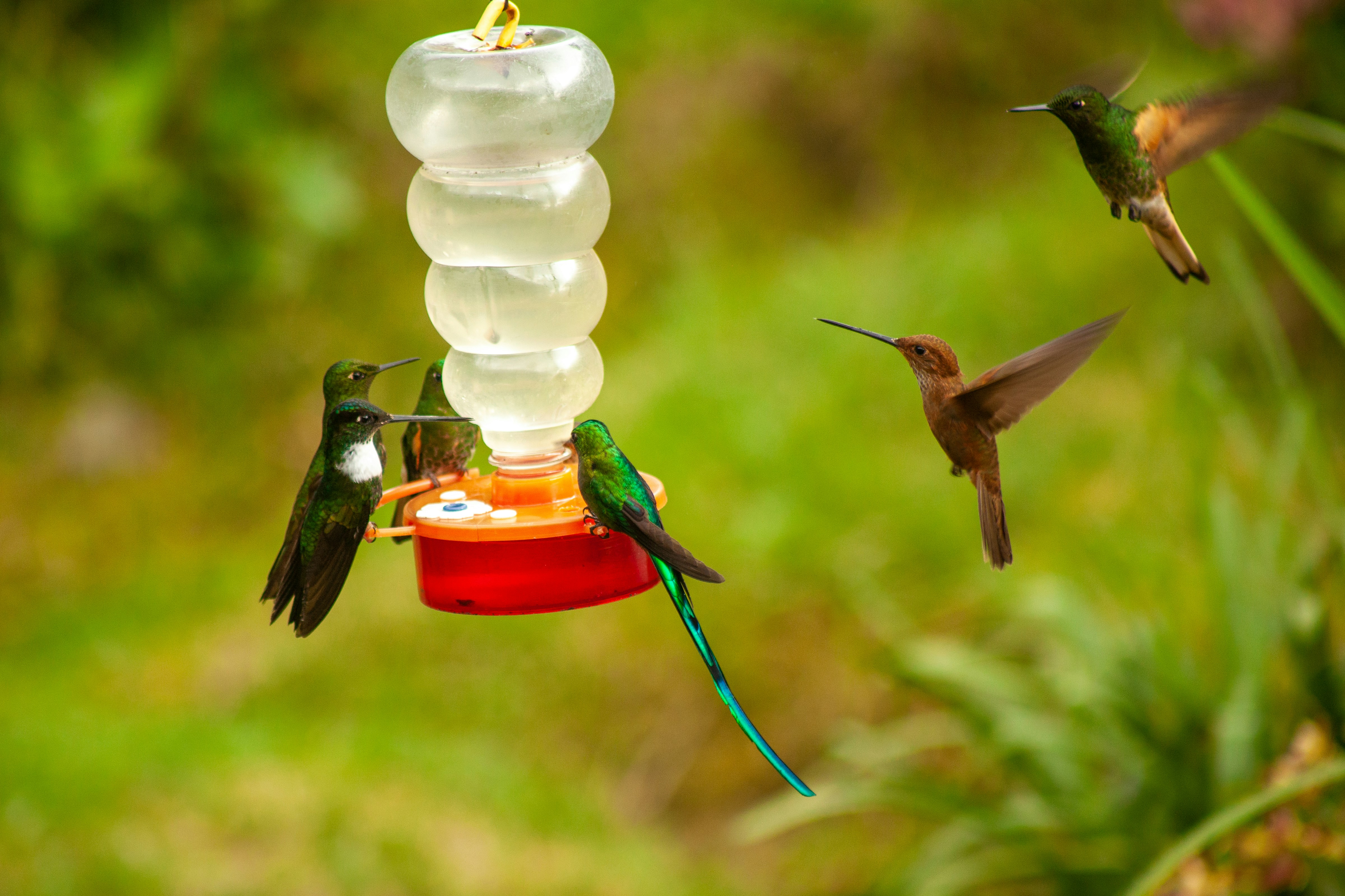 A group of colorful hummingbirds sit on a red feeder in the Colombian mountains.