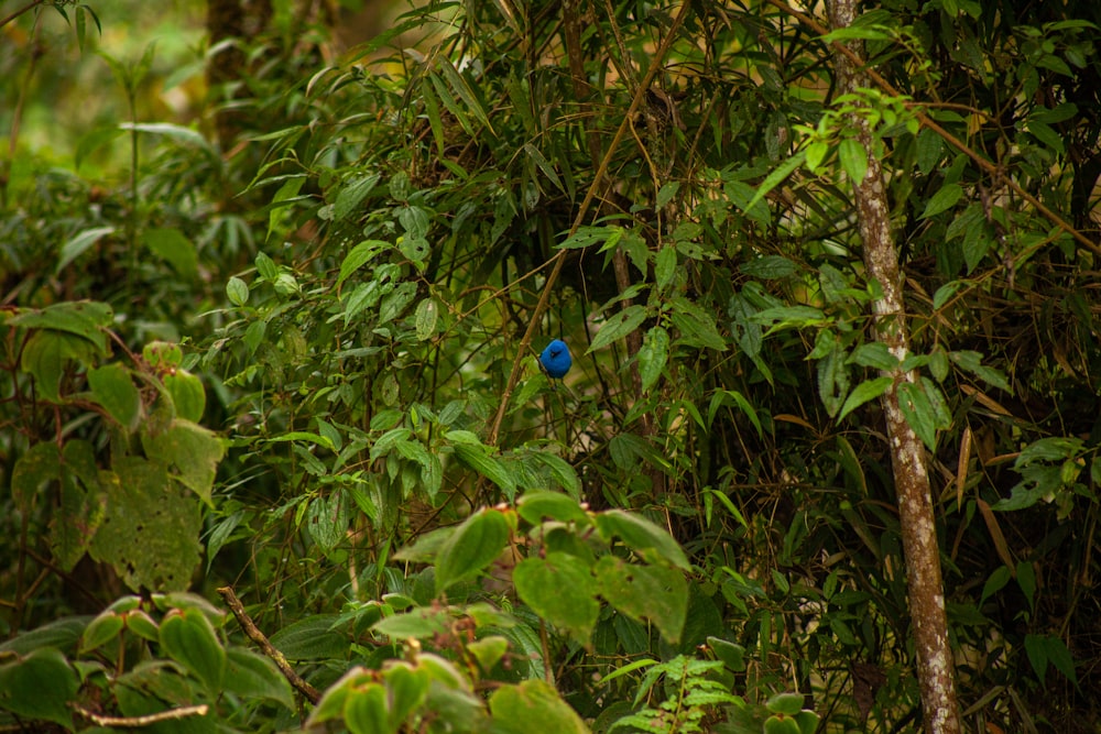 a blue bird sitting on top of a lush green forest