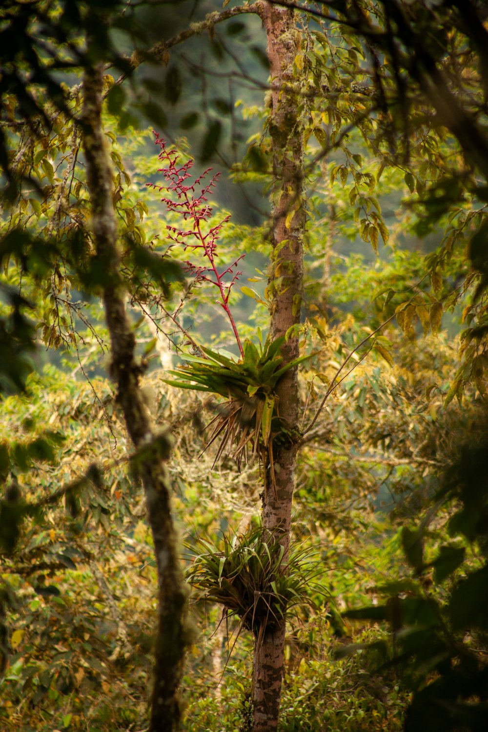 a plant growing on the side of a tree in a forest