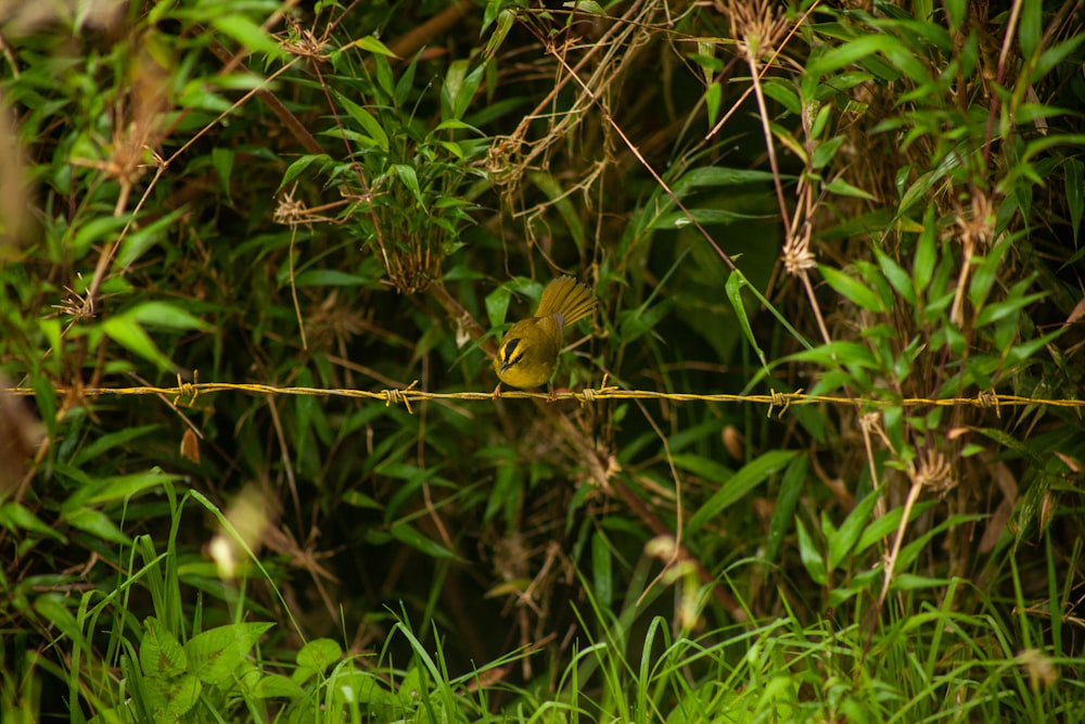 a small bird sitting on a wire in the grass