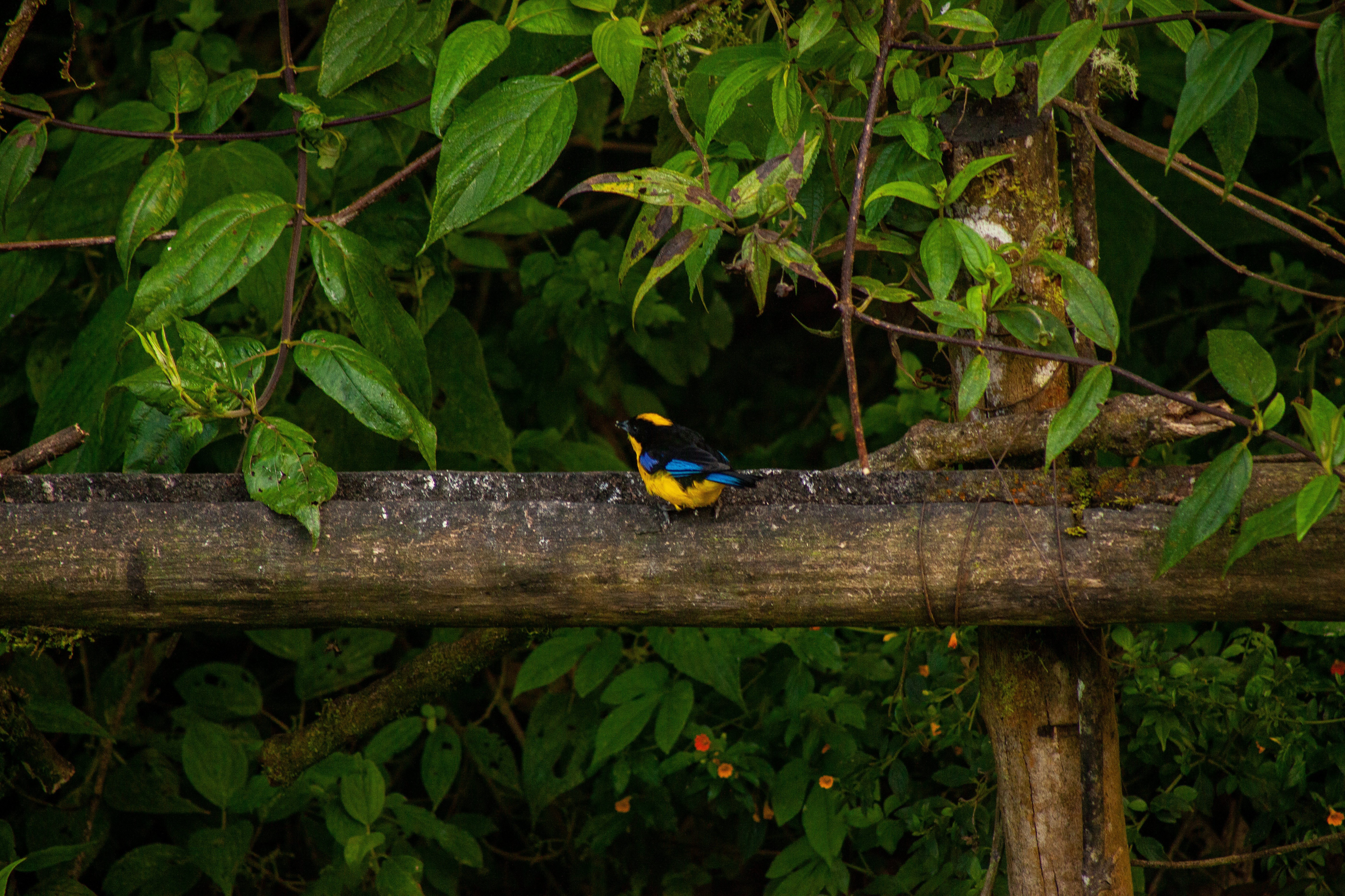 a colorful bird sitting on a tree branch