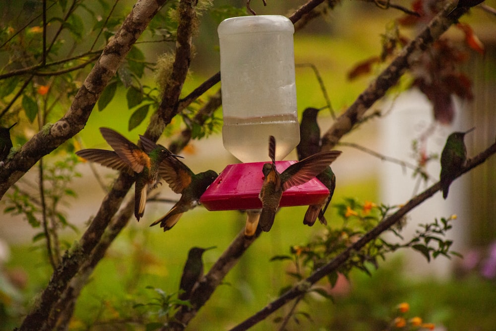 a hummingbird feeding on a bird feeder in a tree