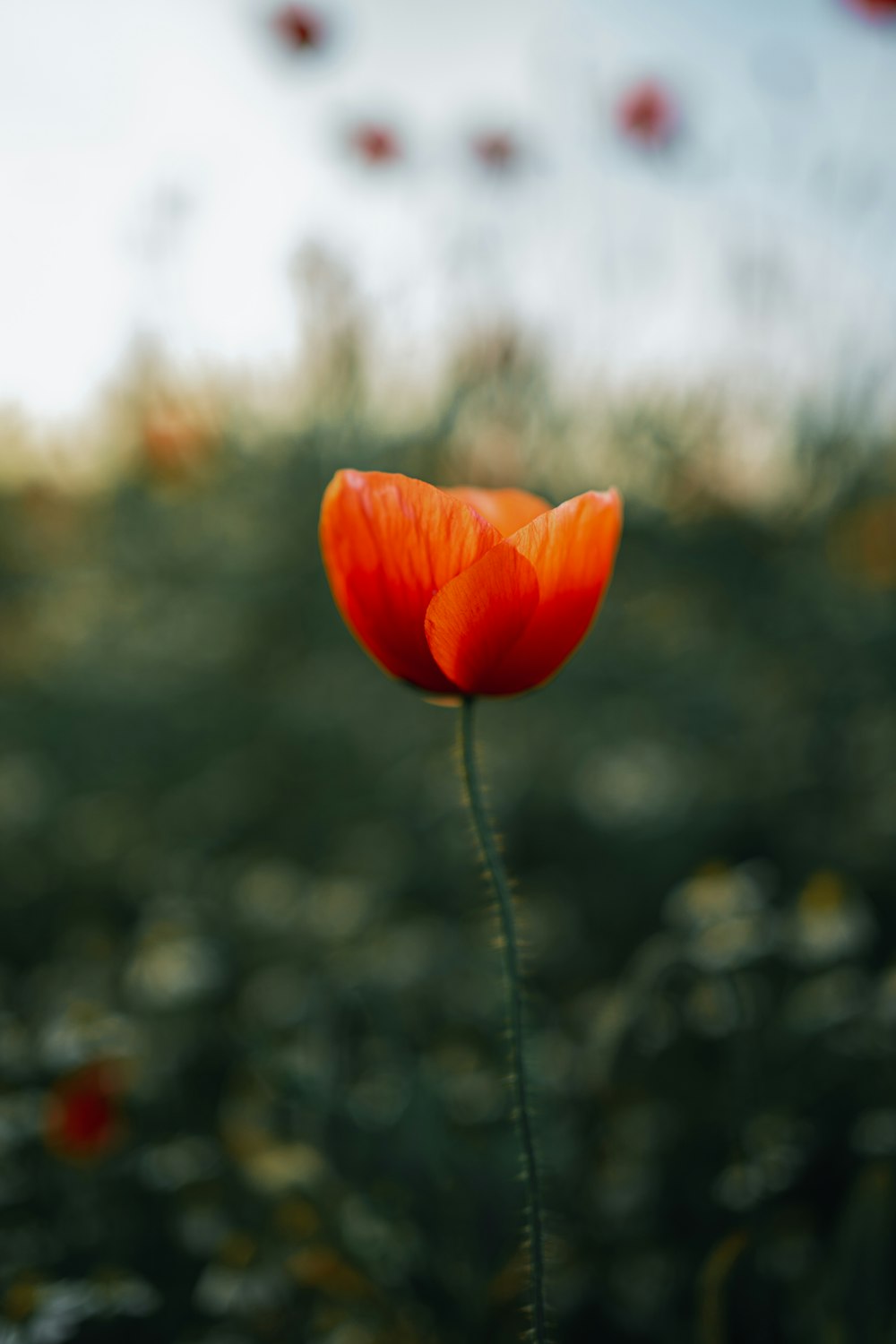 a single orange flower in a field of flowers