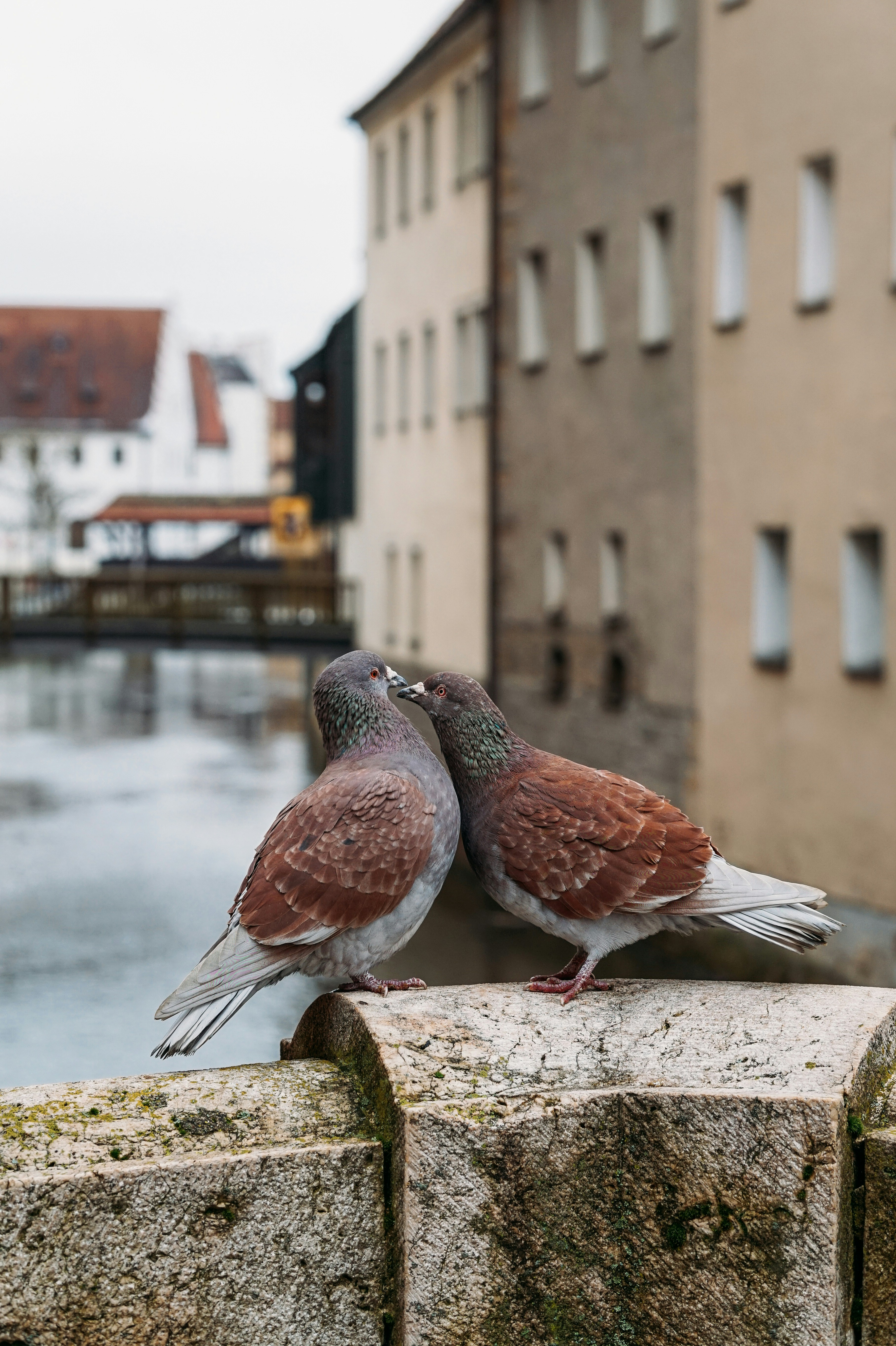ein paar Vögel, die auf einem Felsvorsprung stehen