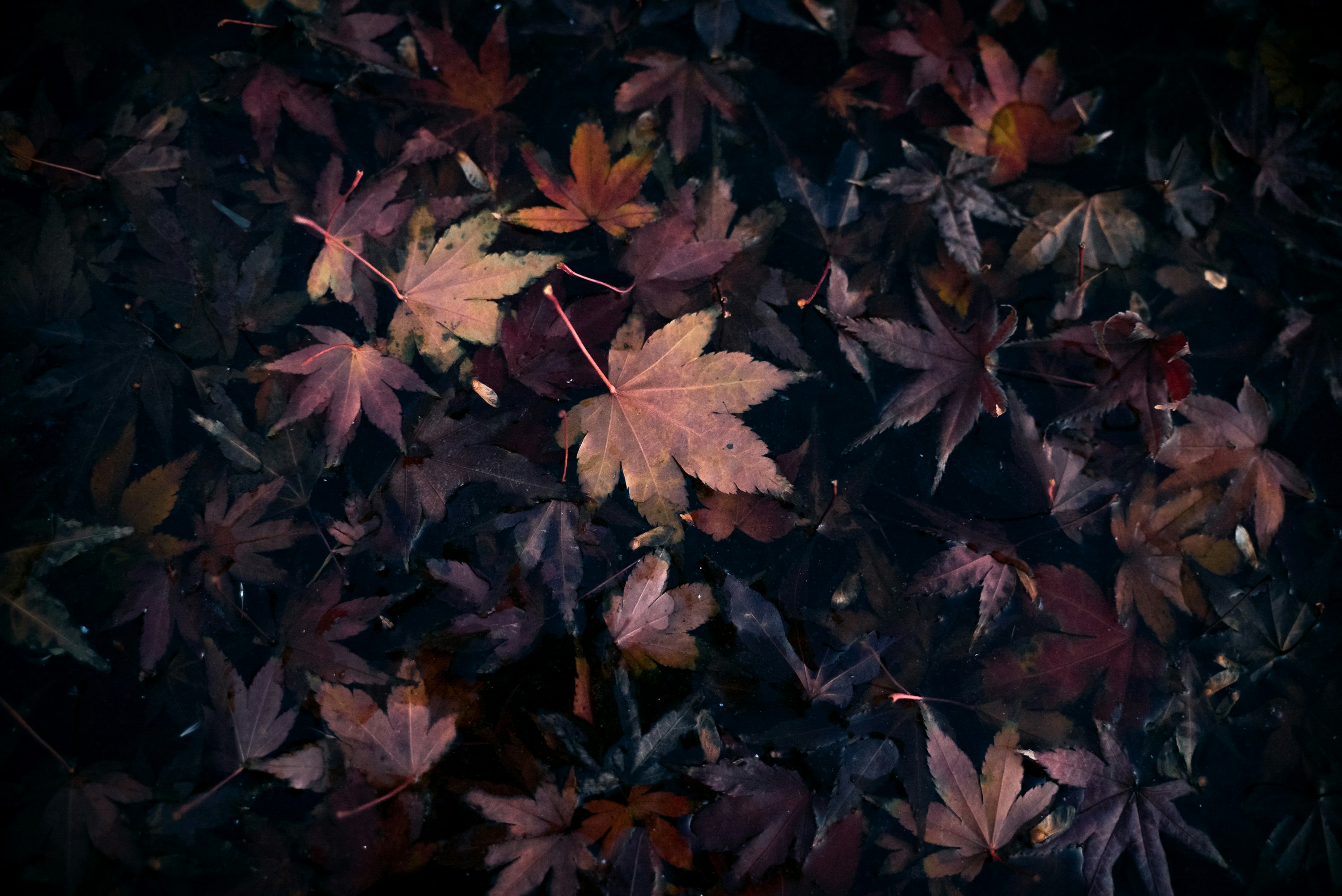 Photo by kirillpershin