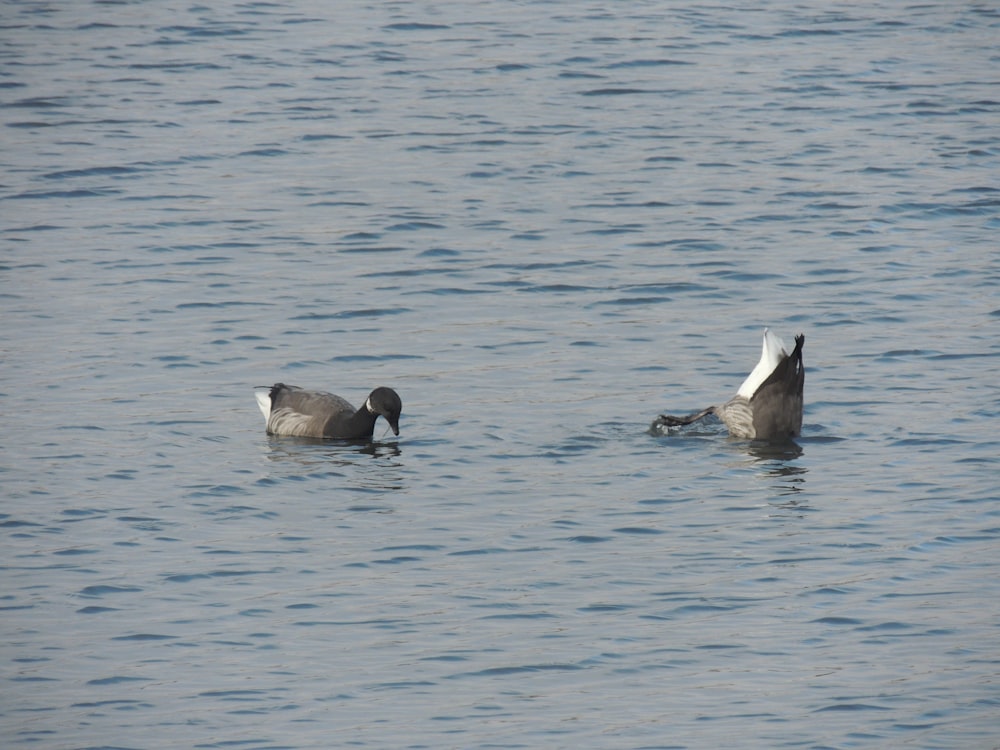 a couple of birds floating on top of a body of water