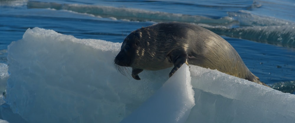 a seal on an ice floet in the water