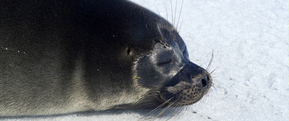 a close up of a seal laying in the snow