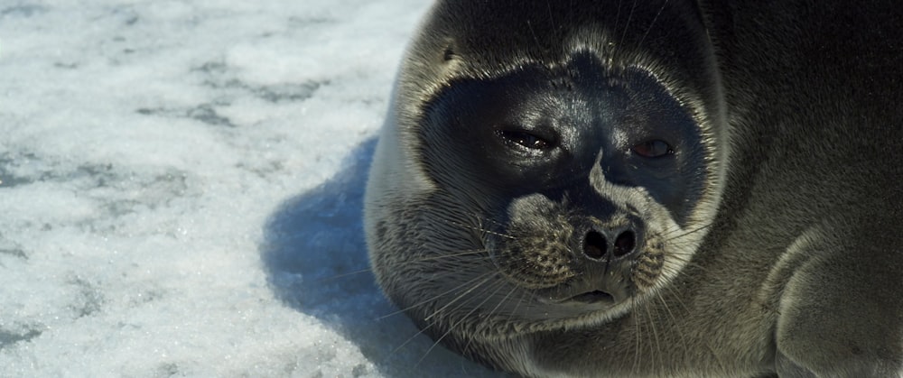 a close up of a seal on a snow covered ground