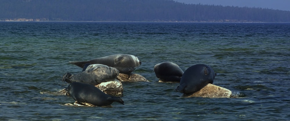 Eine Gruppe Seelöwen, die im Meer schwimmen