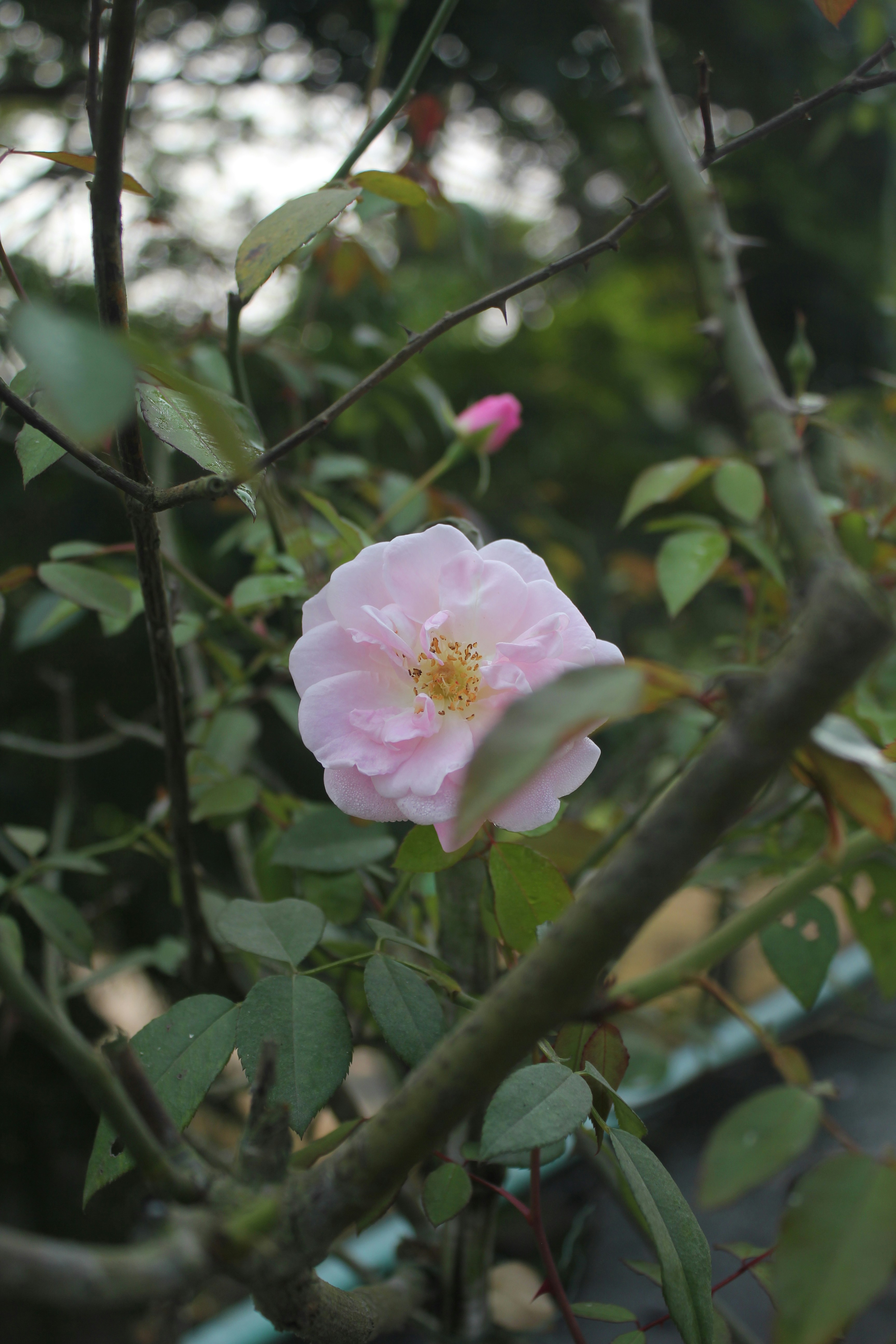 a pink flower that is growing on a tree