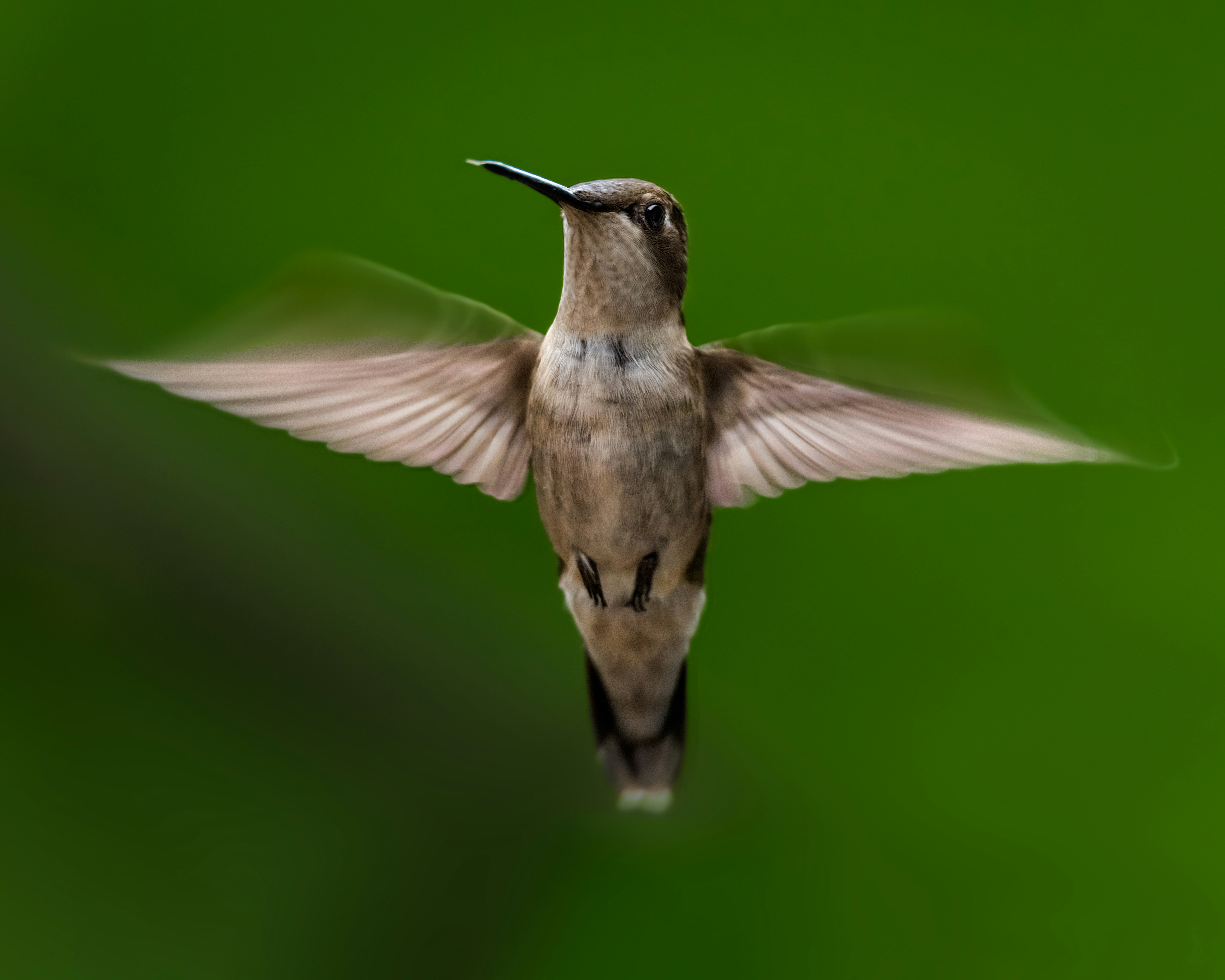 날개를 펼치고 공중을 나는 벌새 사진 – Unsplash의 무료 벌새 이미지, image size:3000x2400