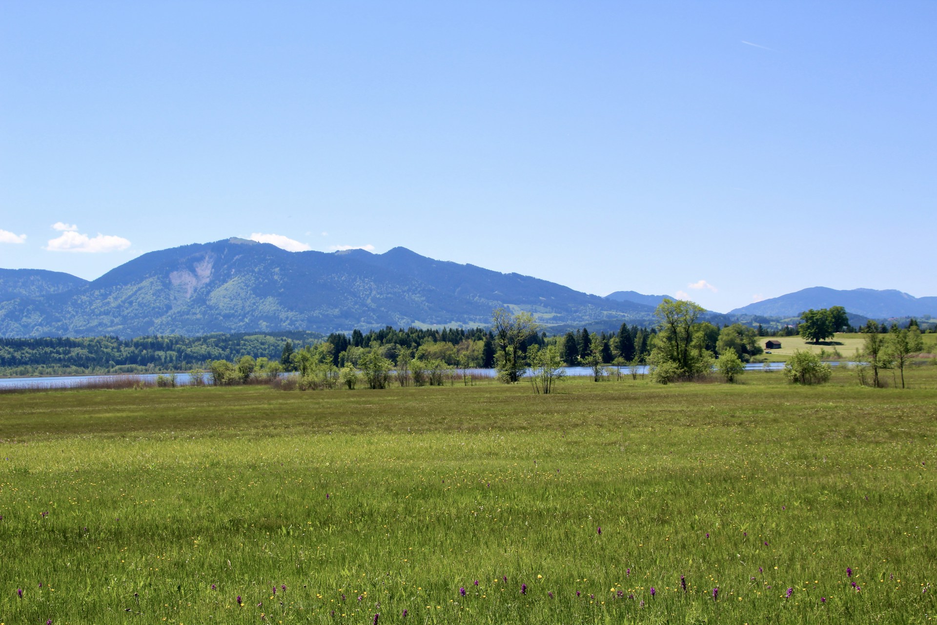 a grassy field with mountains in the background