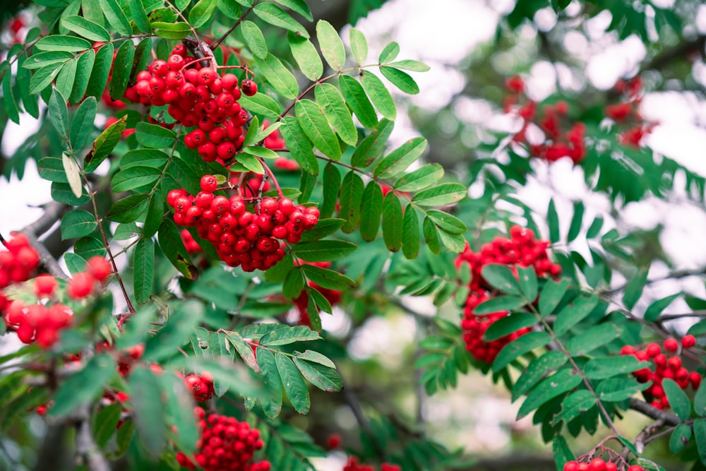 a bunch of red berries hanging from a tree