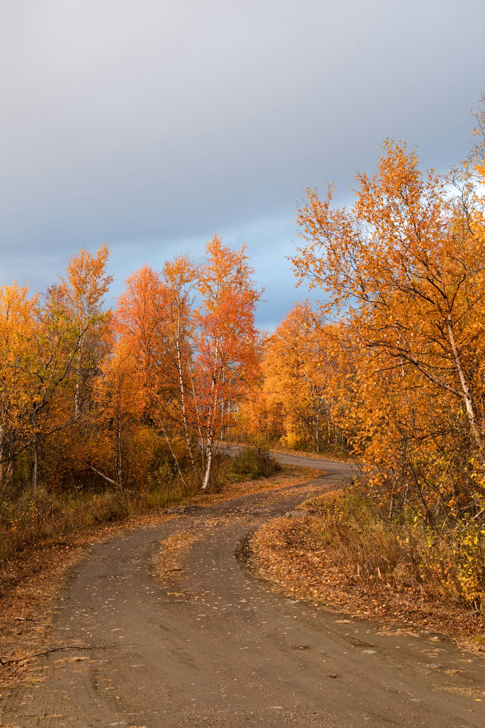 a tree on a dirt path