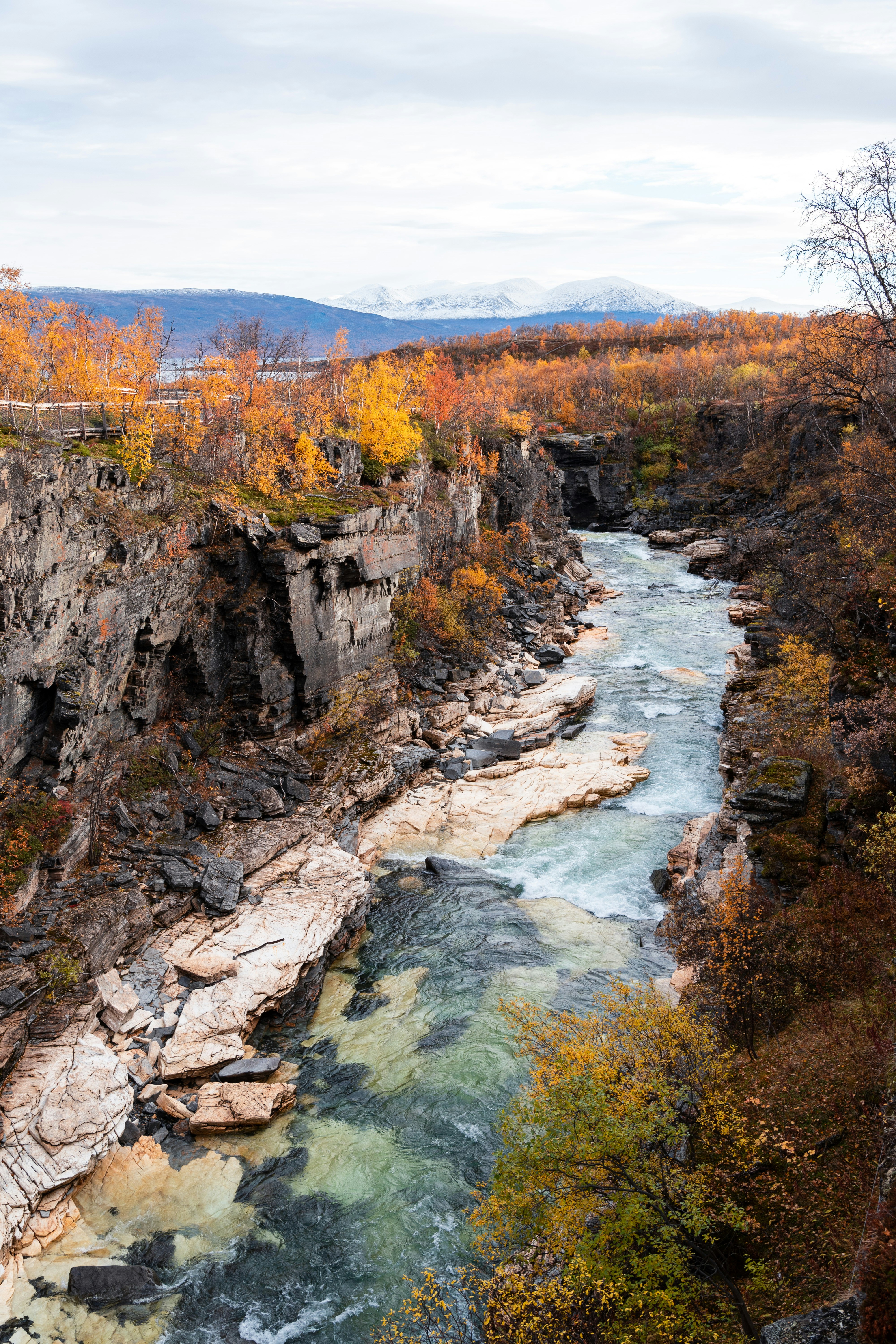 une rivière qui coule à travers une forêt verdoyante