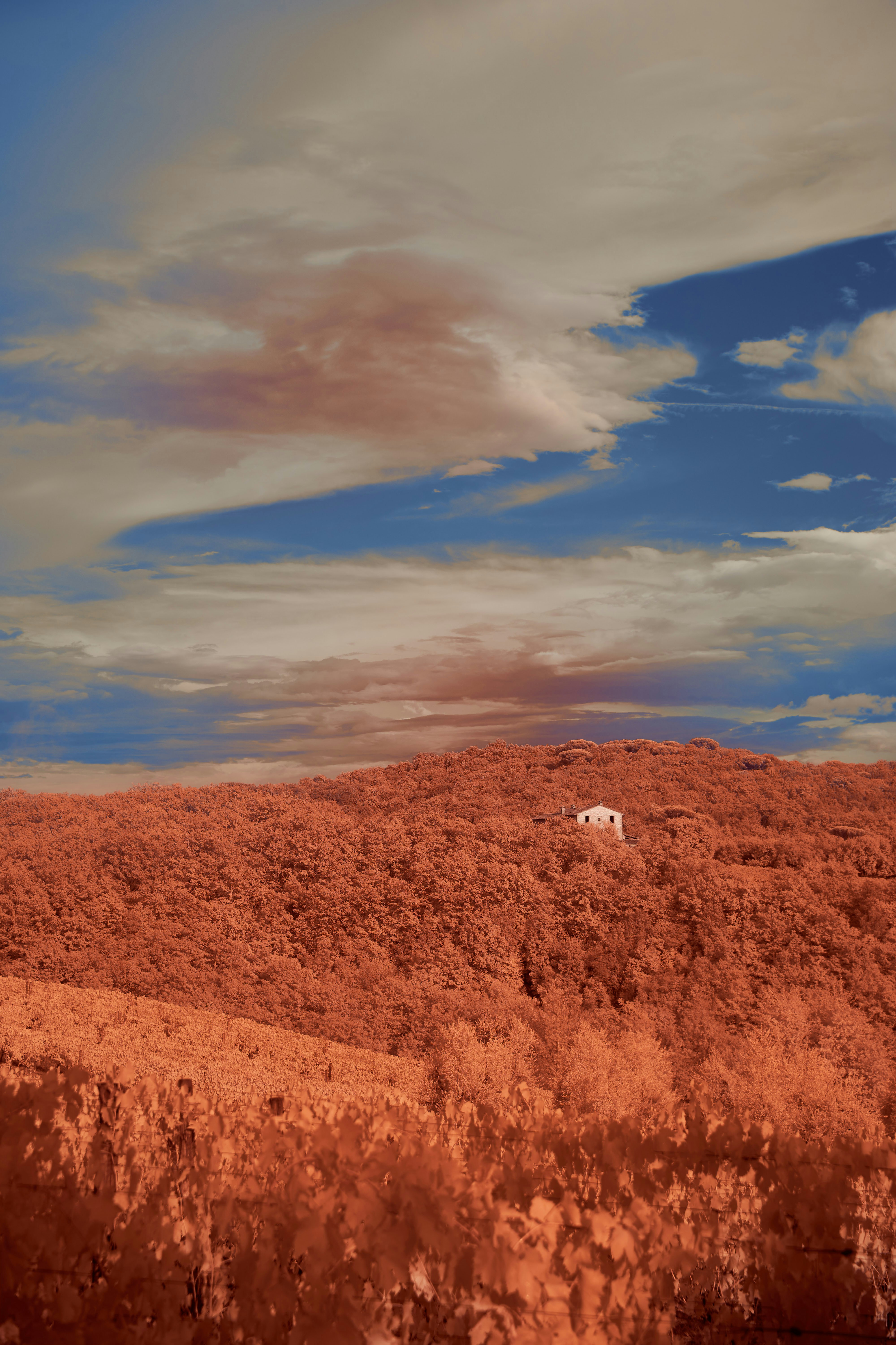 Photo by wolfgang_hasselmann