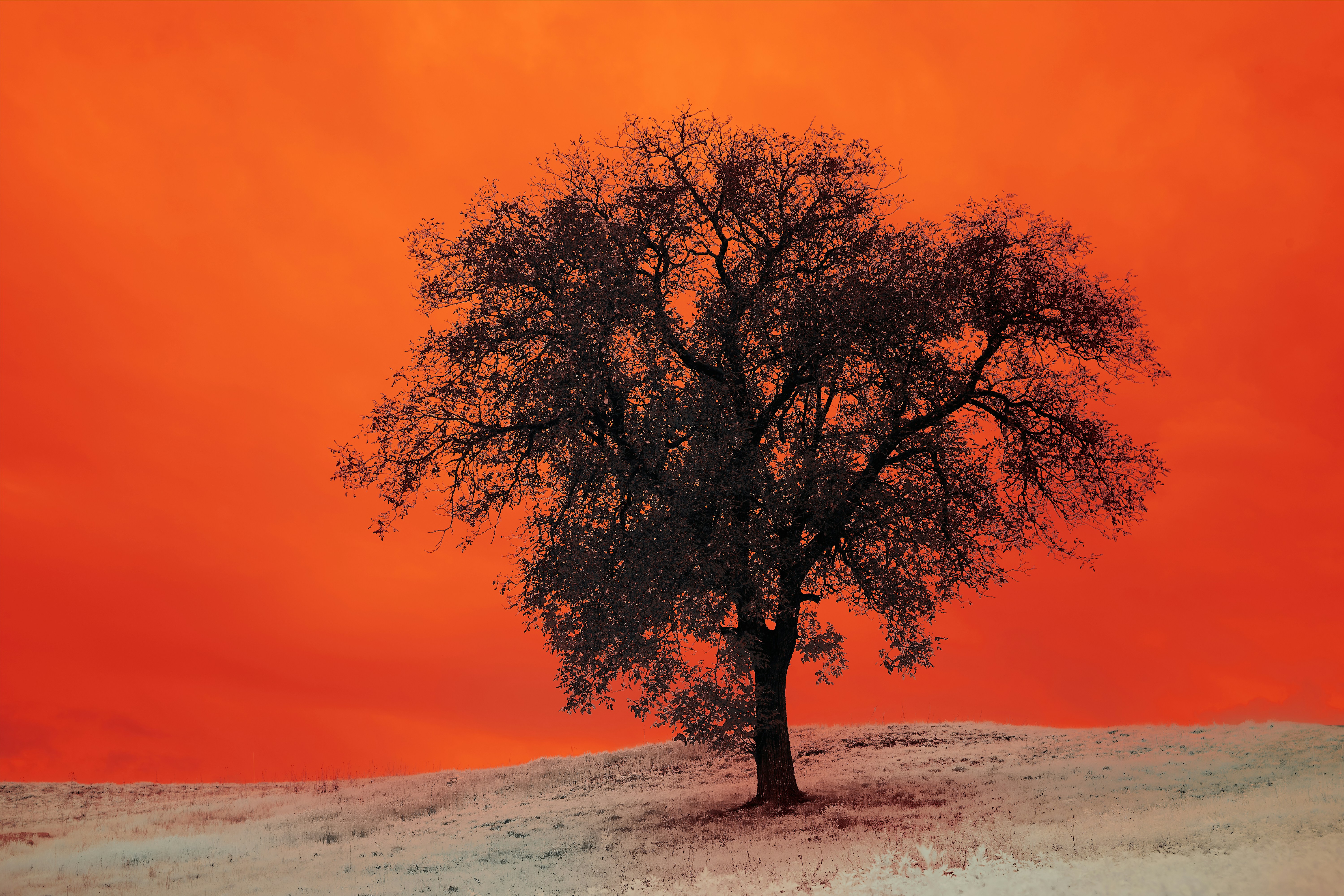 Photo by wolfgang_hasselmann