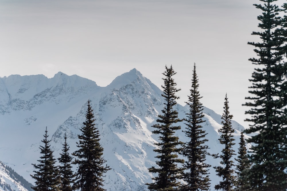 a snow covered mountain with pine trees in the foreground