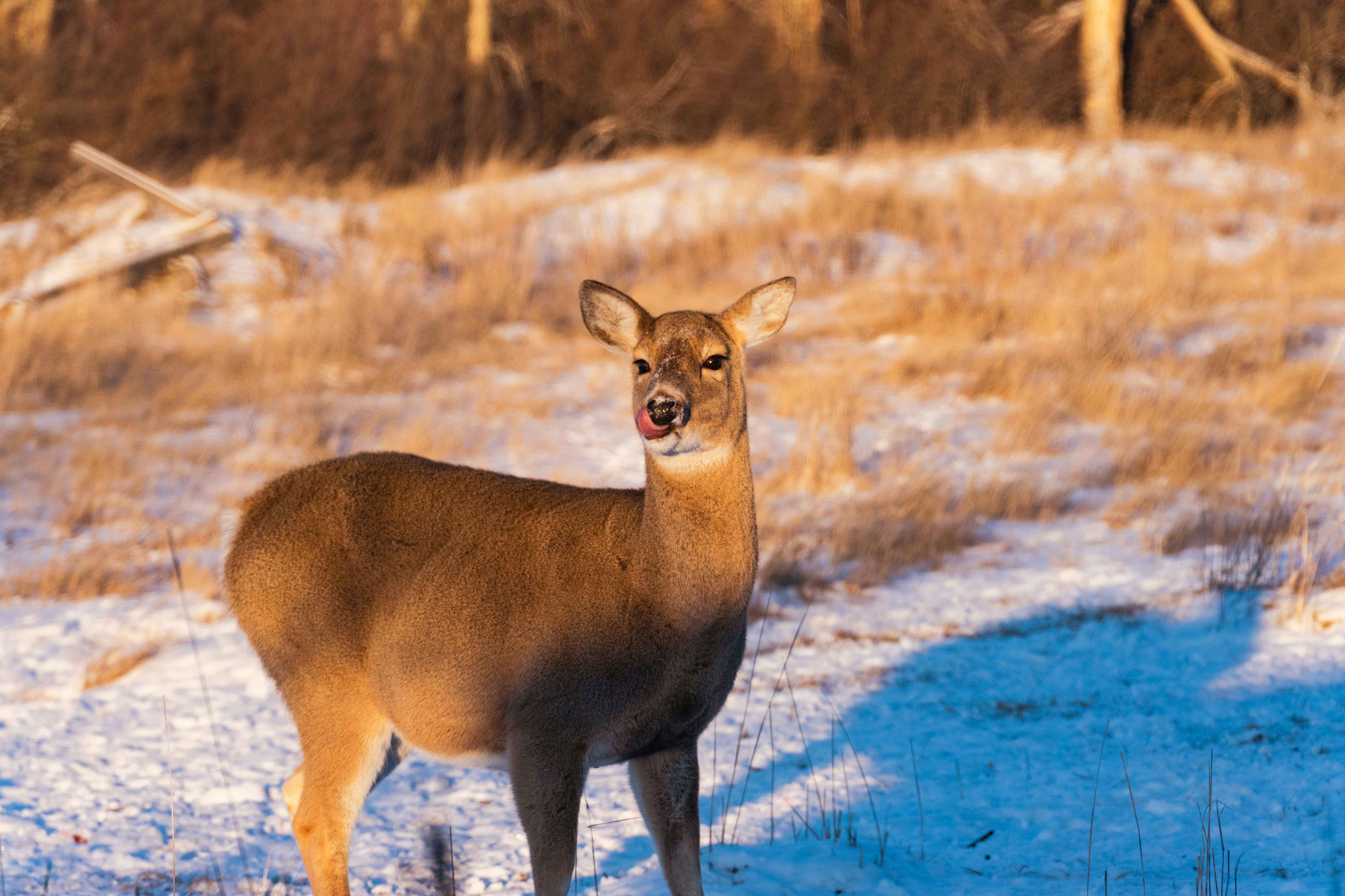 a deer standing in the snow with its mouth open
