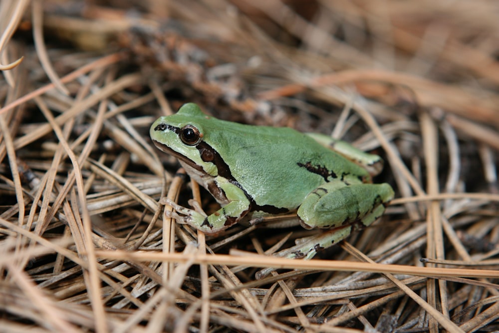 a green frog sitting on top of dry grass