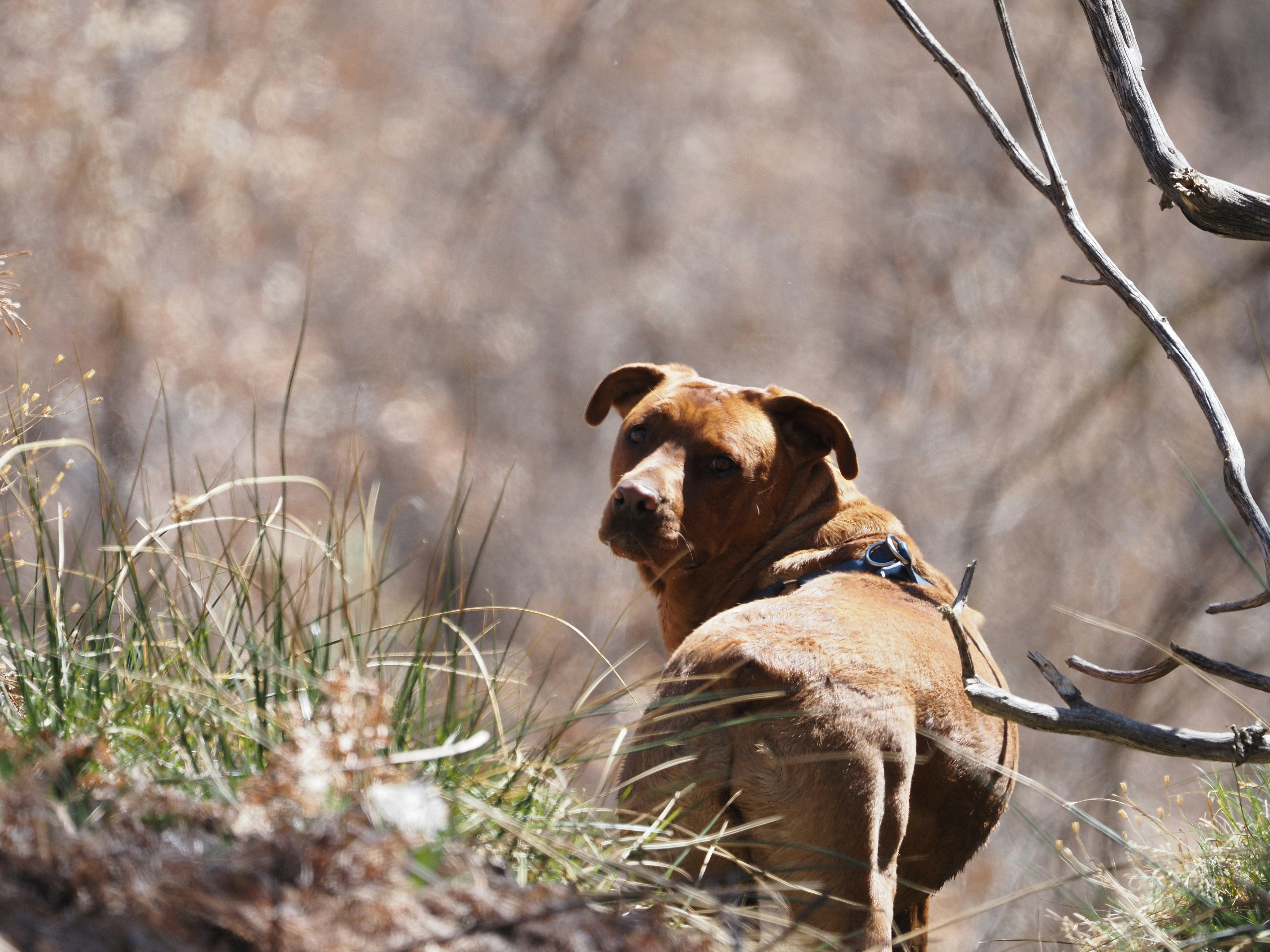 a brown dog standing on top of a grass covered hillside