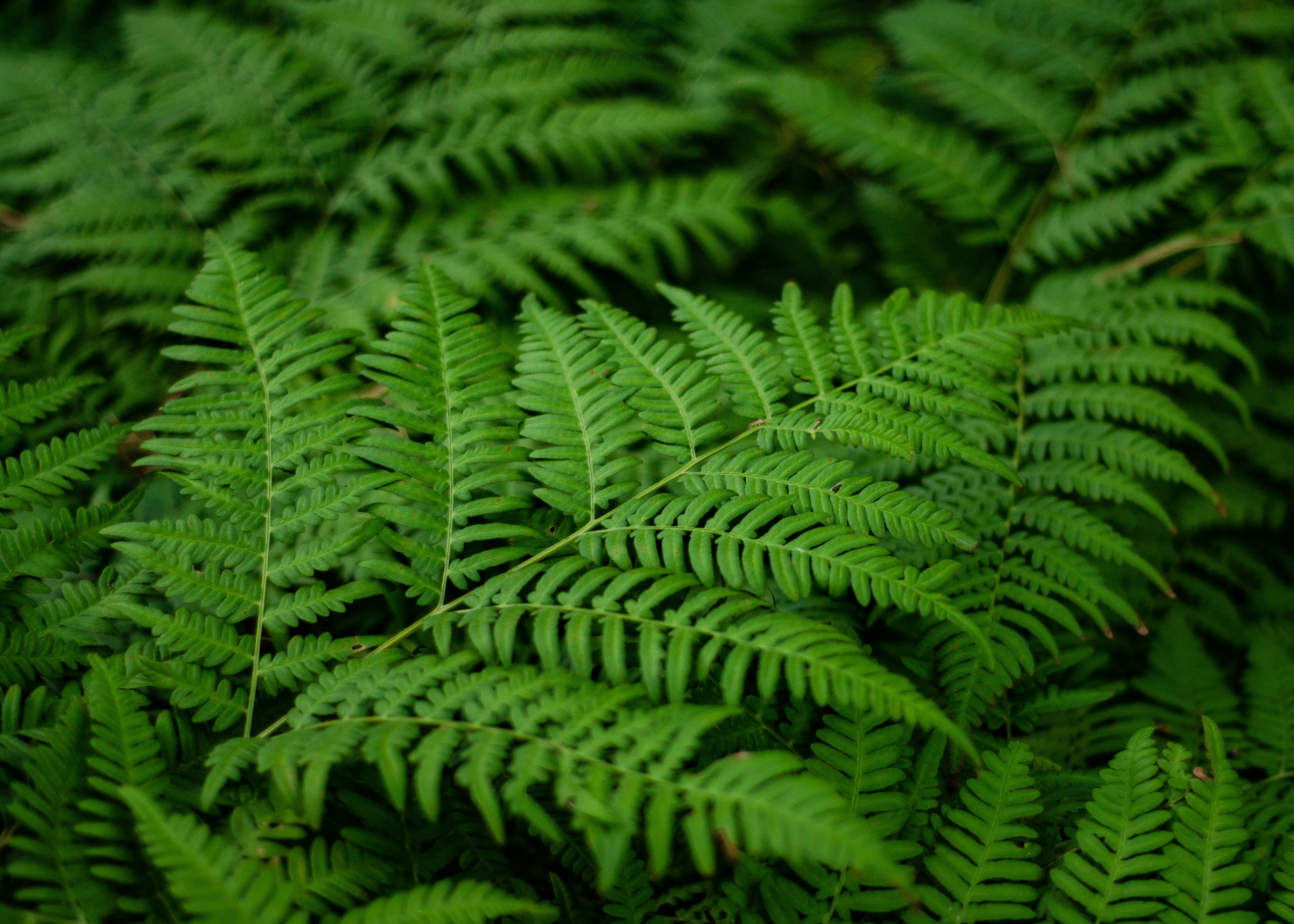 Photo by indi_grunge