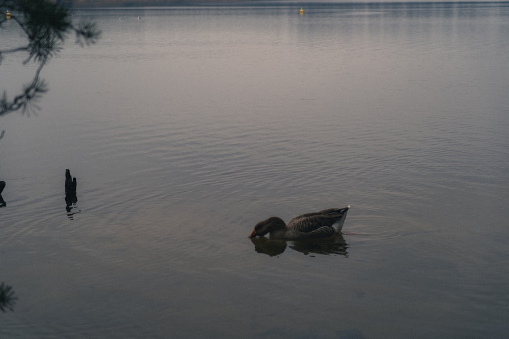 a couple of ducks floating on top of a lake