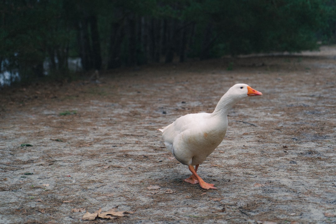 Why Would A Female Duck Be Alone?