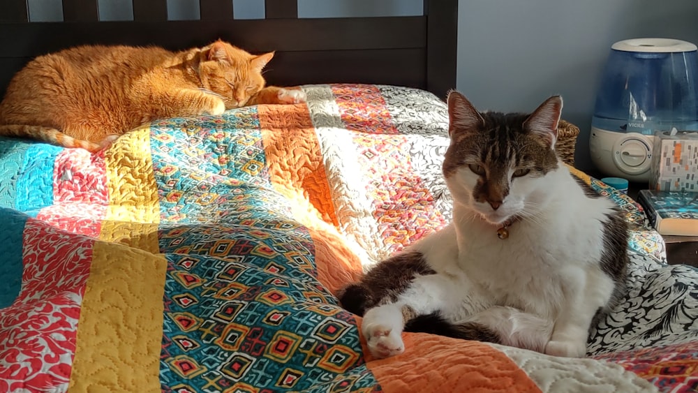 a couple of cats laying on top of a bed