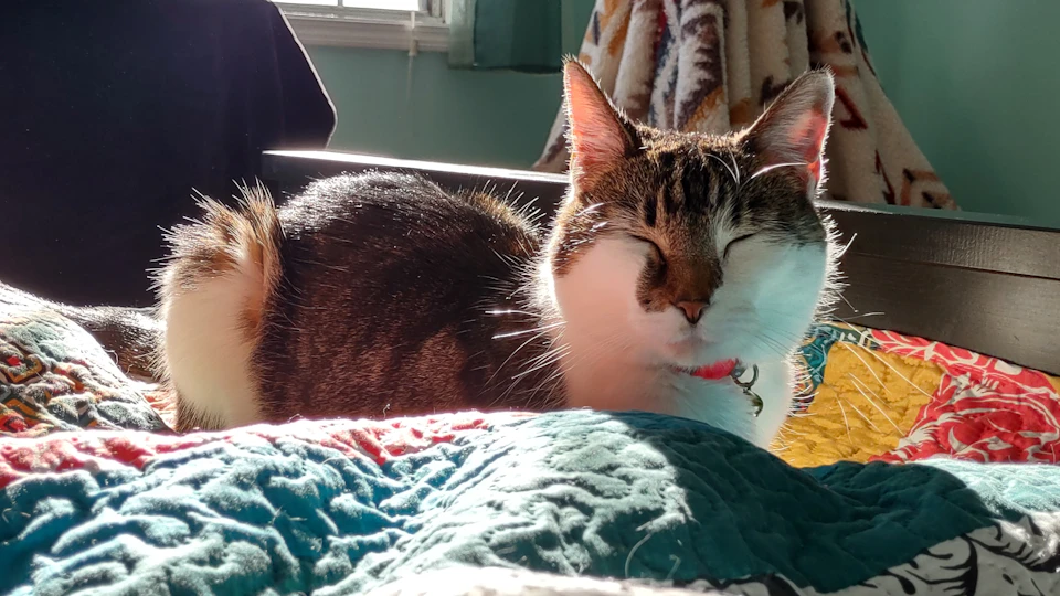 A brown and white cat is comfortably sprawled out on a bed, its eyes closed and head resting on its paws. The cat's fur is a mix of brown and white colors, with patches of black and orange adding to its unique appearance. The bed is covered in a colorful quilt that adds a vibrant touch to the scene. A window can be seen in the background, allowing natural light to illuminate the room and create interesting shadows on the wall behind the cat.