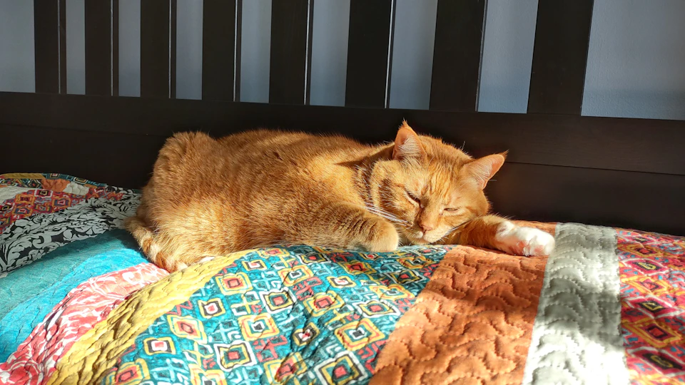 The image shows a ginger cat lying on its side on top of a colorful quilt with stripes and patterns, resting comfortably on a bed frame. The cat's head is gently resting on one hand while its body is stretched out across the other hand.
