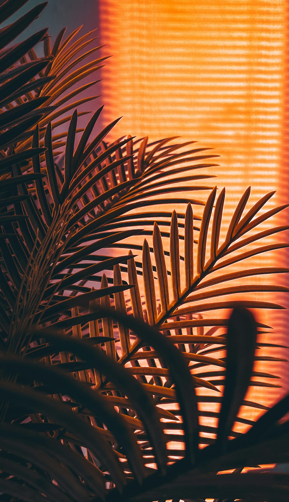 a close up of a palm tree with a window in the background