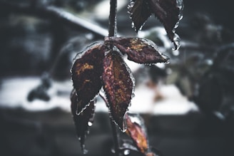 a close up of a leaf with water droplets on it