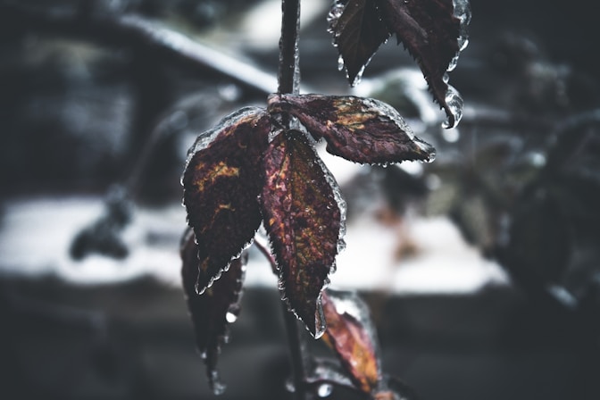 a close up of a leaf with water droplets on it