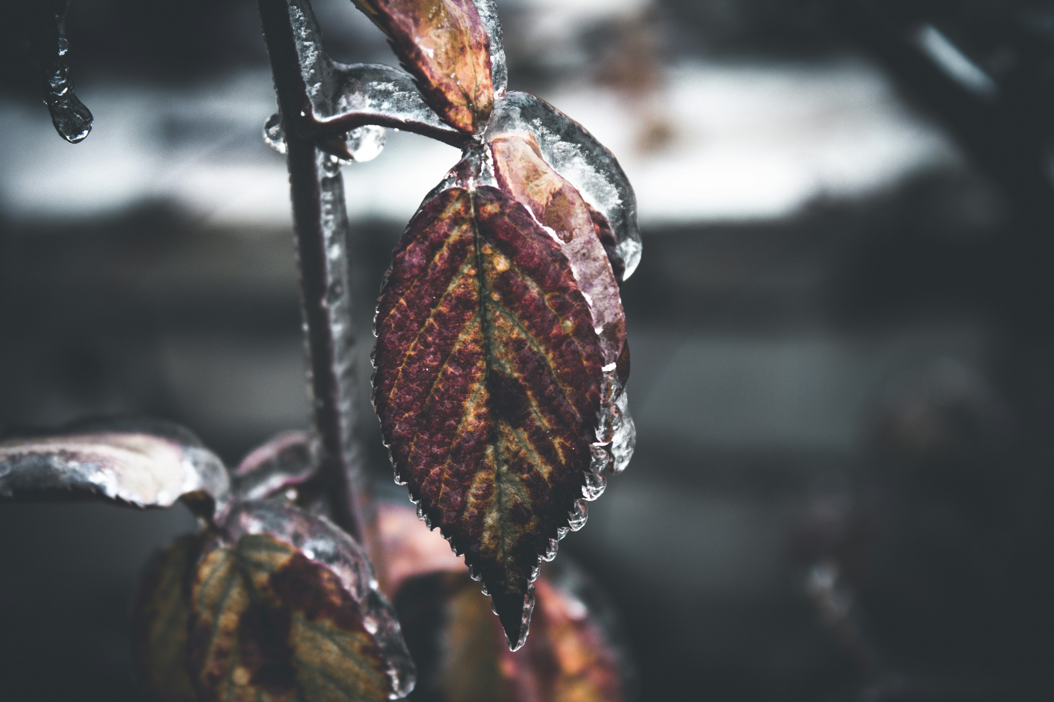 un primo piano di una foglia con gocce d'acqua su di essa