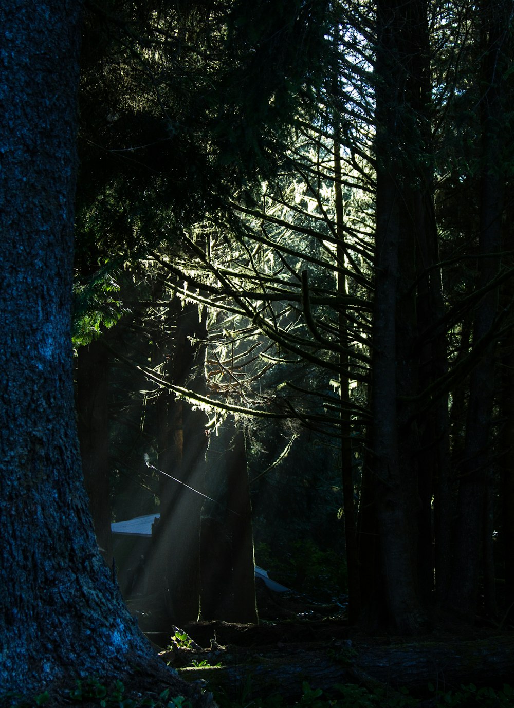 the sun shines through the trees in the forest