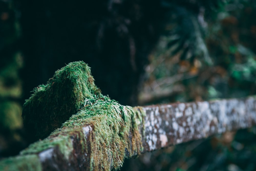 musgo crescendo em um tronco em uma floresta