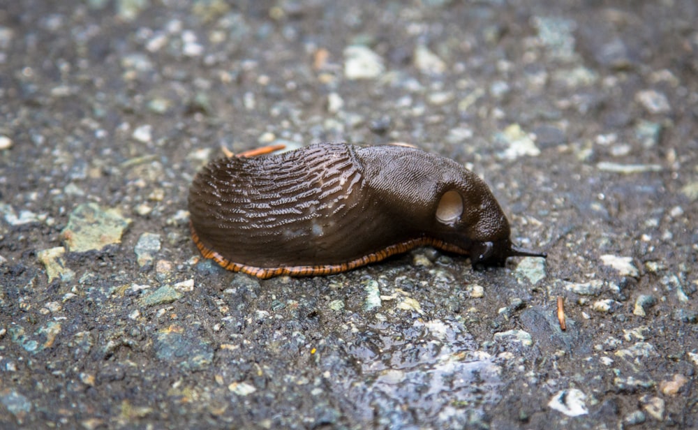 a slug crawling on the ground in the middle of the road