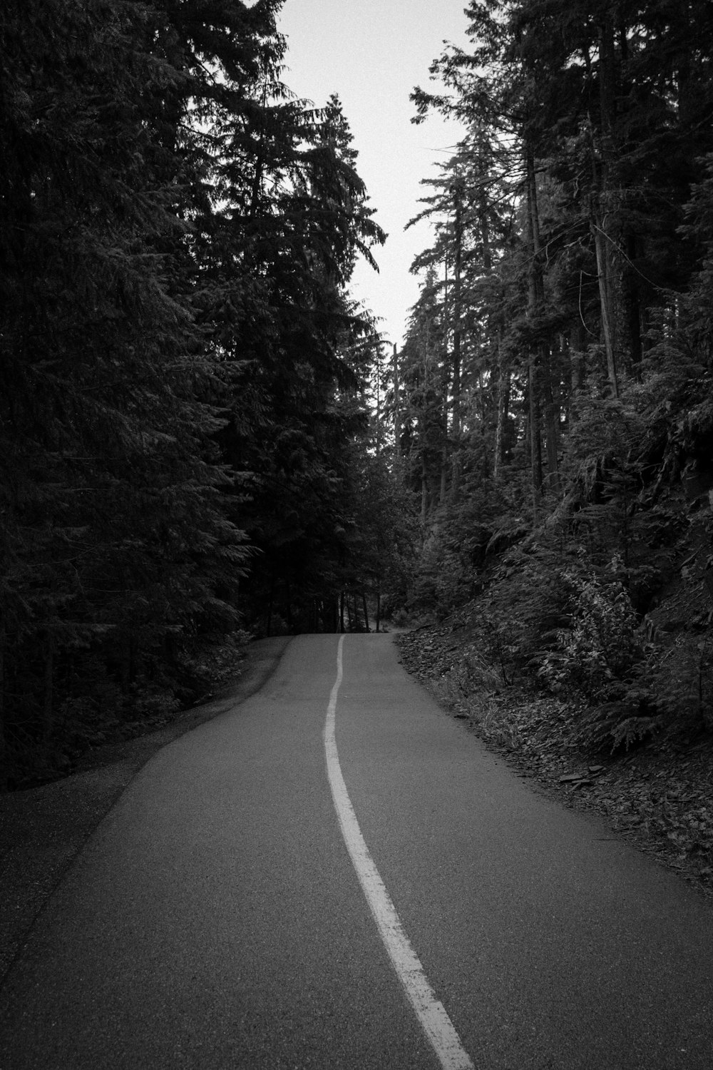 Una foto in bianco e nero di una strada nel bosco
